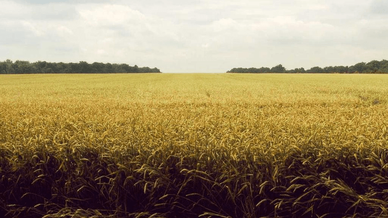 Beagle - professional stock photography