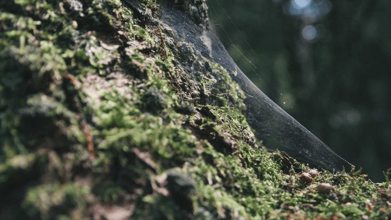 Bird - professional stock photography