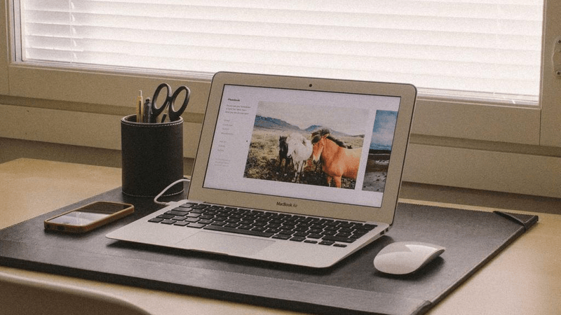 Cat - professional stock photography