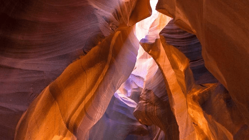 Fish - professional stock photography