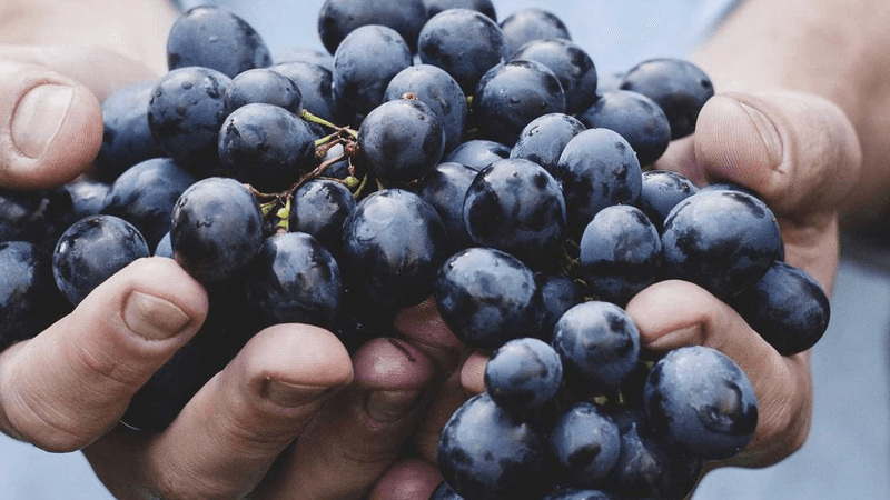 Goldfish - professional stock photography