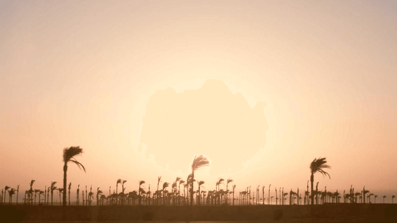 Husky - professional stock photography