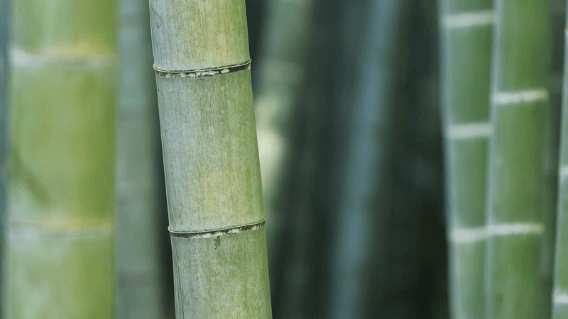 Siamese - professional stock photography
